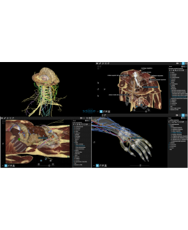 Combo Cuerpo Humano (Web)