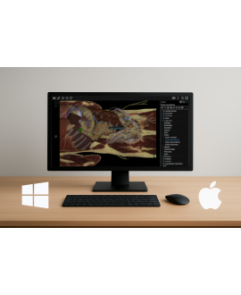 Abdomen (Mac)