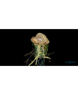 Cabeza y Cuello (IOS)