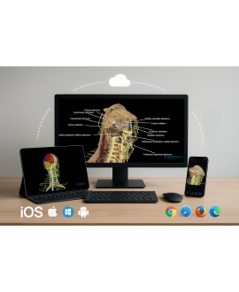 3dissect Cabeza y Cuello...