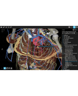 3dissect Torax  versión web...