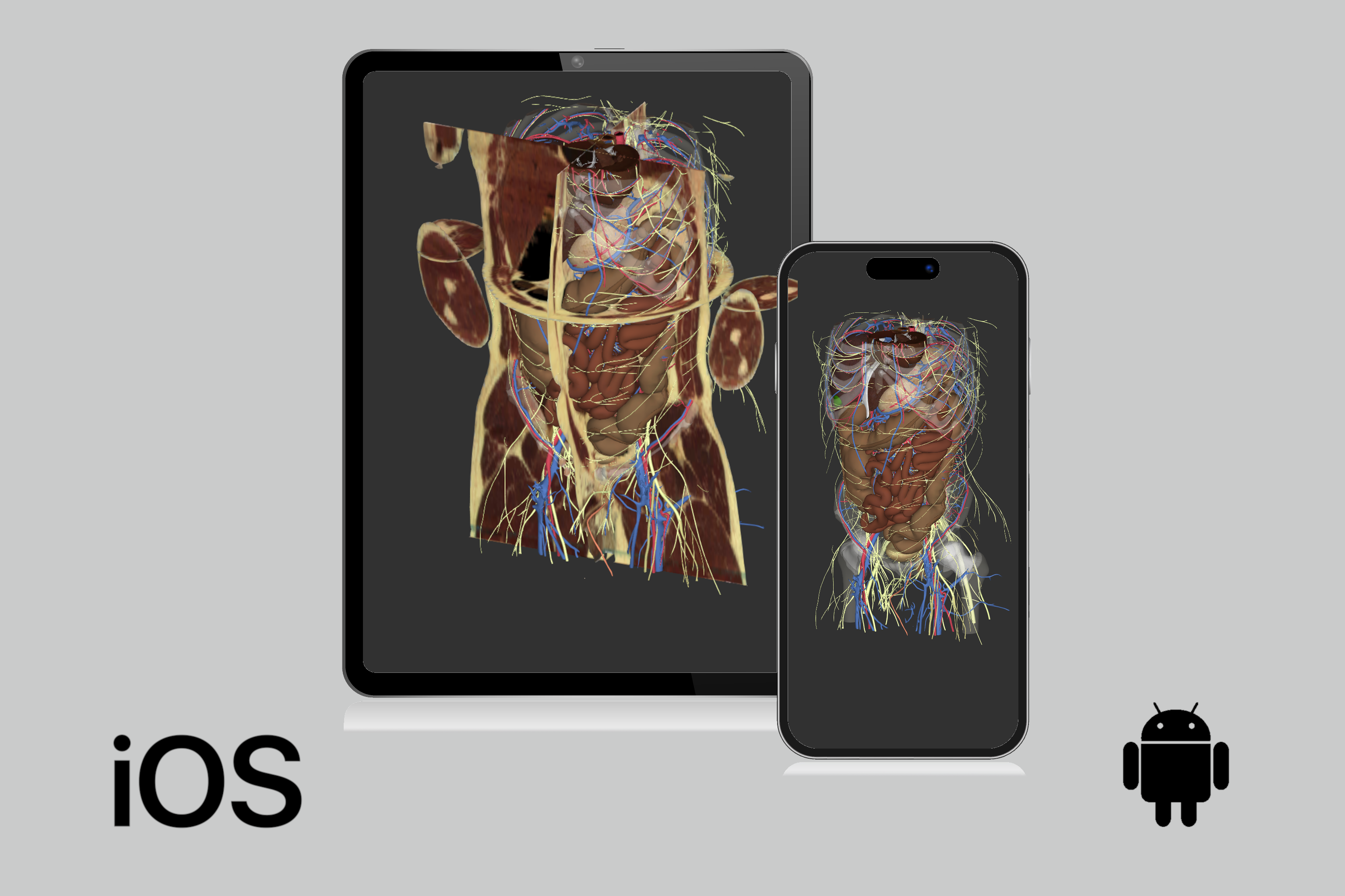 3dissectAbdomen